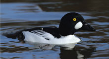 Sea Ducks - European Goldeneye